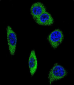 ADRA2B Antibody (Center)